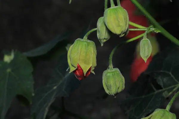 hibiscus syriacus çiçek makro fotoğrafı