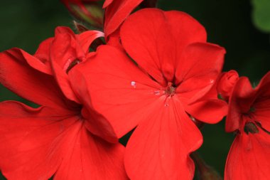 kırmızı pelargonium zonale çiçek makrosu