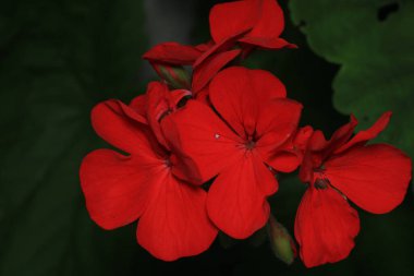 kırmızı pelargonium zonale çiçek makrosu