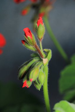 kırmızı pelargonium zonale çiçek makrosu