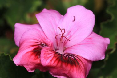 pembe pelargonium zonale çiçek makrosu