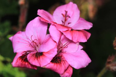 pembe pelargonium zonale çiçek makrosu