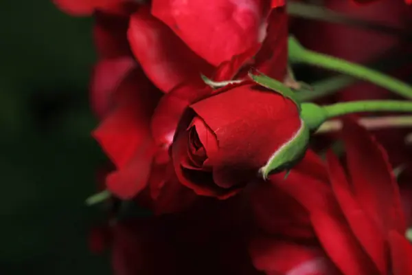 kırmızı gül çiçeği makro fotoğraf