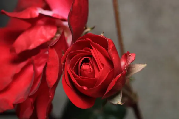 kırmızı gül çiçeği makro fotoğraf