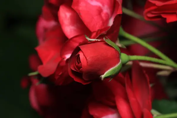 kırmızı gül çiçeği makro fotoğraf