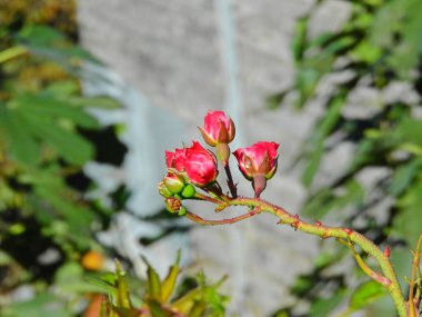 kırmızı gül çiçeği makro fotoğraf