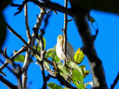 Doğal filloskopus collybita kuş fotoğrafı.