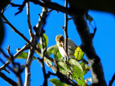 Doğal filloskopus collybita kuş fotoğrafı.