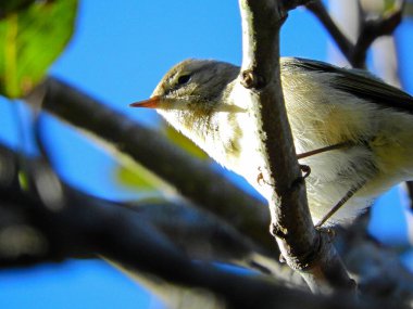 Doğal filloskopus collybita kuş fotoğrafı.