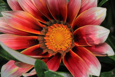 Alpine aster Pembe çiçek makro fotoğrafı