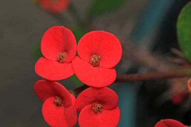 Dikenli taç Çiçek makro fotoğraf