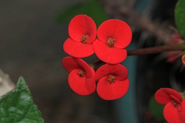 Dikenli taç Çiçek makro fotoğraf