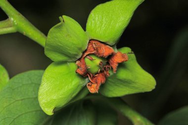 Daha büyük titreyen ot bitkisi makro fotoğrafı