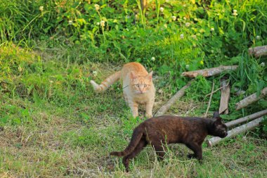 Doğal tekir kedi makro fotoğrafı