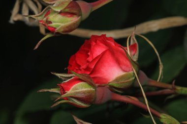 kırmızı gül çiçeği makro fotoğraf