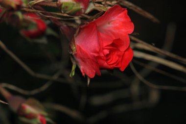 kırmızı gül çiçeği makro fotoğraf