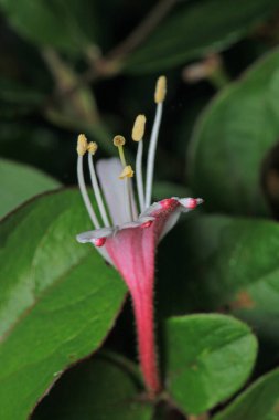 Lonicera caprifolium çiçekli makro fotoğraf