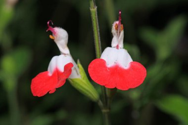 Salvia sıcak dudaklar çiçek makro fotoğraf