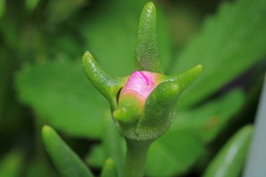 Lezzetli bu çiçek makro fotoğrafını açar.