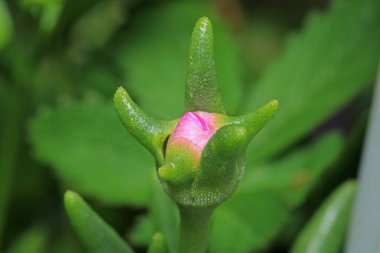 Lezzetli bu çiçek makro fotoğrafını açar.