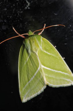Doğal yeşil çizgiler güve makro fotoğrafı