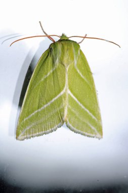 Doğal yeşil çizgiler güve makro fotoğrafı