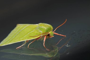Doğal yeşil çizgiler güve makro fotoğrafı