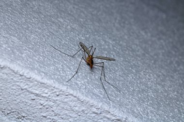 Doğal nefrotoma böceği makro fotoğrafı