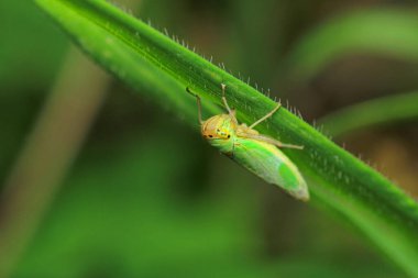 Doğal tutku çiçeği makro böcek fotoğrafı