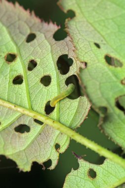 cimbex femoratus sinek larva makro fotoğrafı
