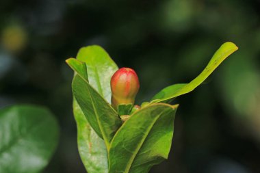 kırmızı nar ağacı çiçekli makro fotoğraf