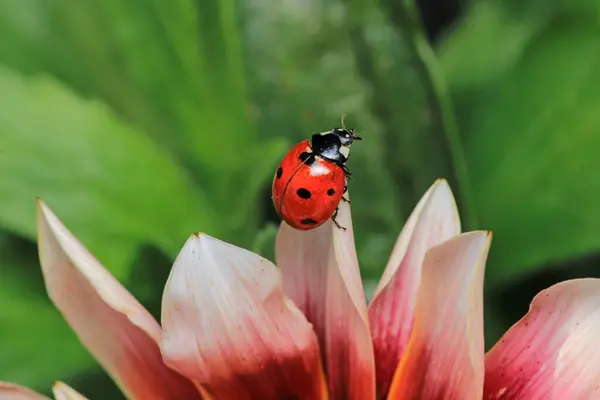 Güzel kırmızı uğurböceği yaprağı fotoğrafı