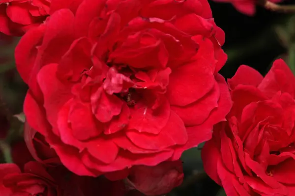 kırmızı gül çiçeği makro fotoğraf