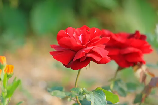 kırmızı gül çiçeği makro fotoğraf