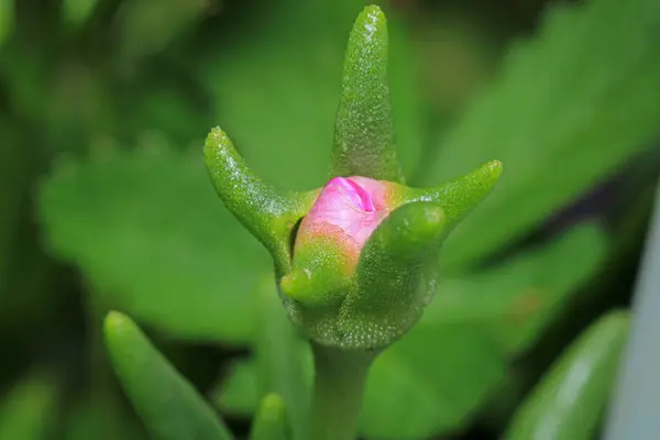 Lezzetli bu çiçek makro fotoğrafını açar.