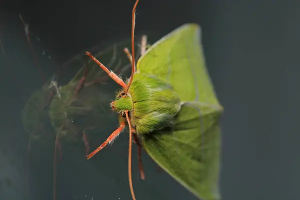 Doğal yeşil çizgiler güve makro fotoğrafı