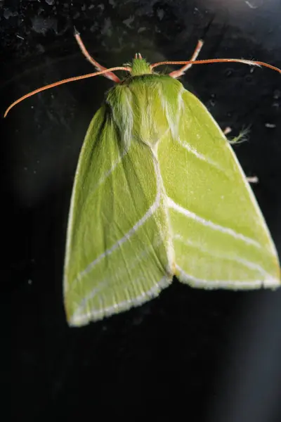 Doğal yeşil çizgiler güve makro fotoğrafı