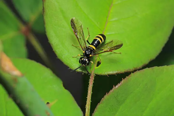 Doğal tenthredo böcek makro fotoğrafı