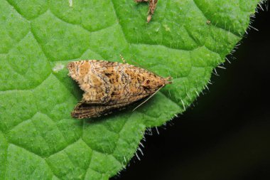 Doğal güve makro fotoğrafı.