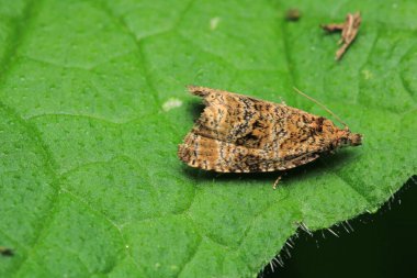 Doğal güve makro fotoğrafı.