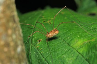 pholcus fhalangioides örümcek makro fotoğrafı