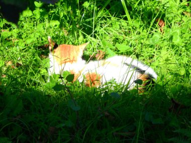 Doğal tekir kedi makro fotoğrafı
