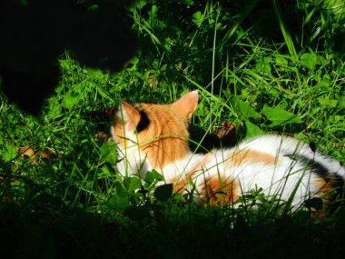 Doğal tekir kedi makro fotoğrafı