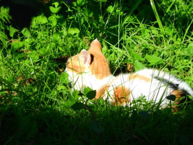 Doğal tekir kedi makro fotoğrafı