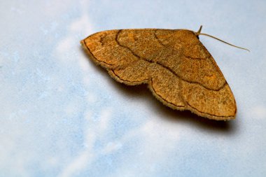 Cyclophora güve böceği makro fotoğrafı