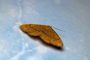Cyclophora güve böceği makro fotoğrafı