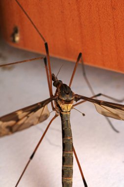 tipula maxima böcek makro fotoğraf