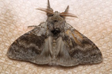 Doğal afaris güve makro fotoğrafı