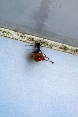 Ormanda yürüyen küçük kız ve kadın