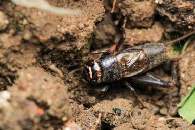 telogryllus emma böceği makro fotoğrafı